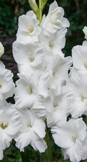 gladiolus_villa_blanka_10_12__10sht_v_up__tsena_za_1