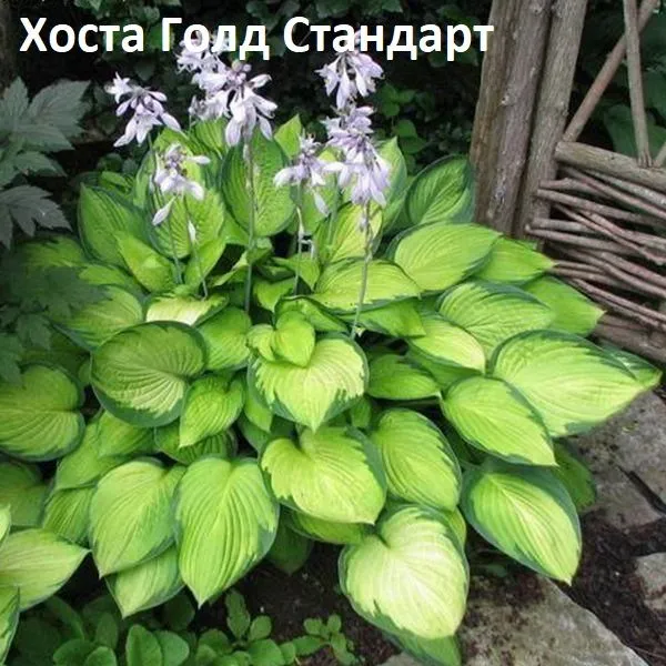 25e03be1d66cfefcae13c20cb2add045