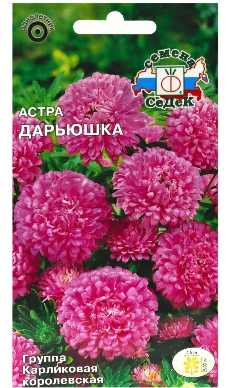 Седек Астра Дарьюшка (карл. королев., сиренево-роз.) (Евро, 0,2)