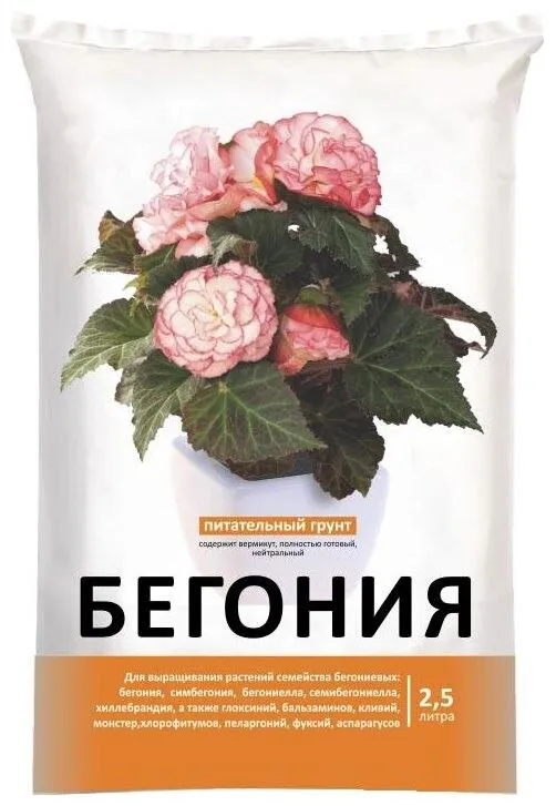 бегония 2,5