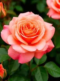 images (22)