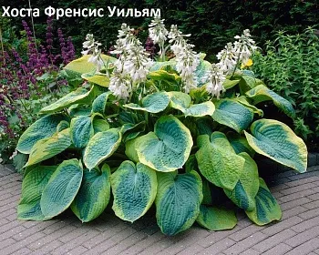 Хоста Френсис Уильям 1 n 2 шт Садовита