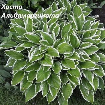 Хоста Альбамаргината 1 n 2 шт Садовита