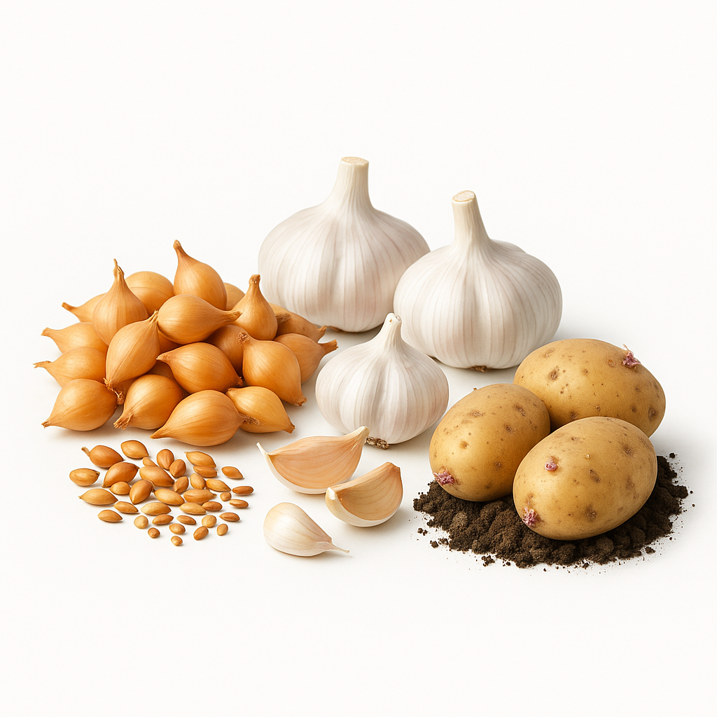 Лук-севок, чеснок, картофель семенной