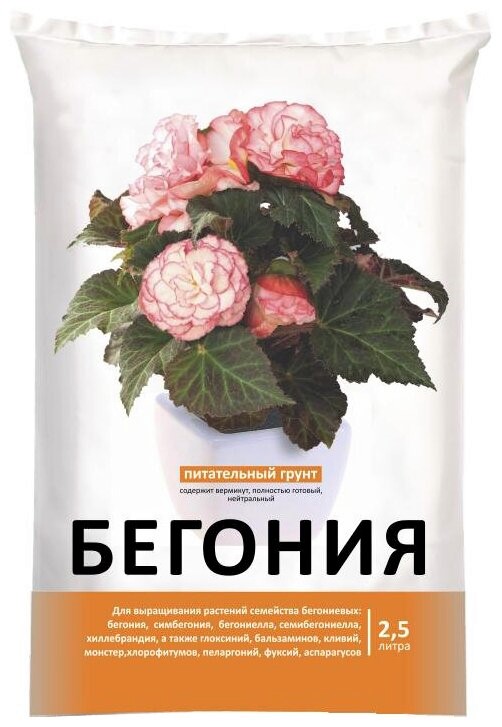 бегония 2,5