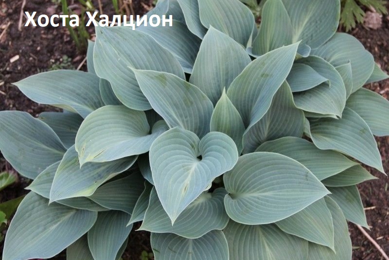 hosta-halcion-hosta-halcyon
