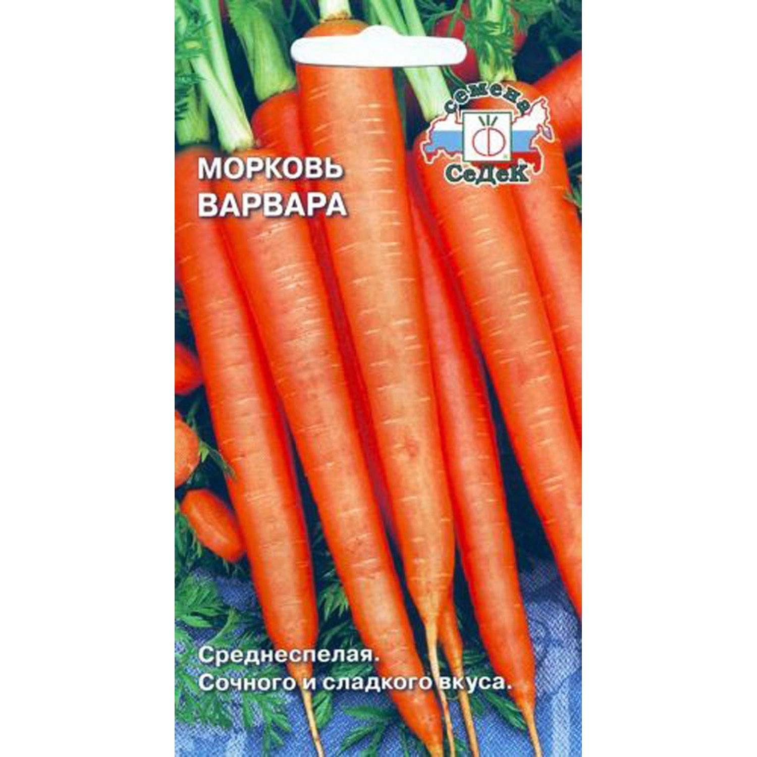 17296408_morkov-varvara-1g