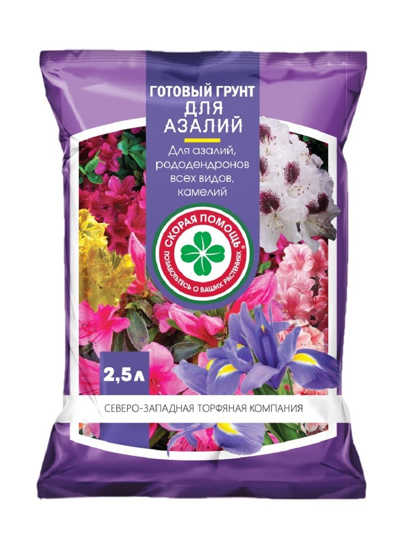 skoraya-azalea-25l