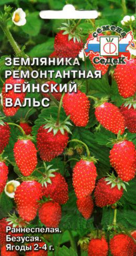 Седек земляника Рейнский Вальс ( мелкоплодная ремонтант.) (Евро, 0,04)