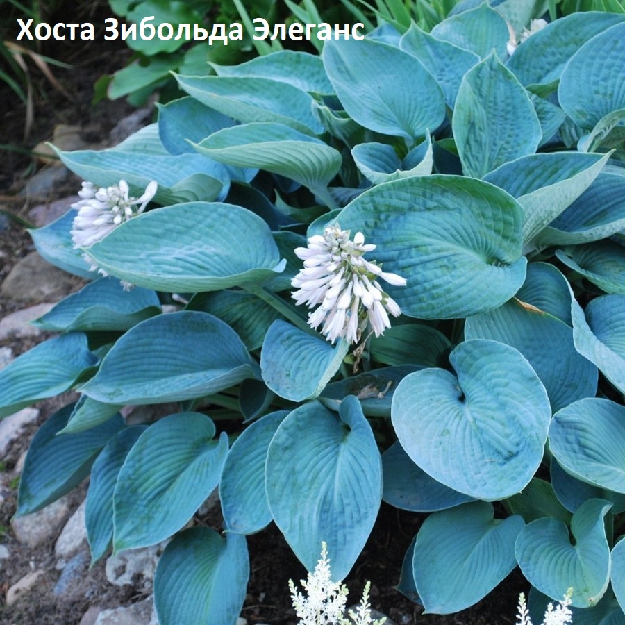 hosta_zibolda_ehlegans