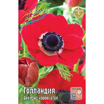 Анемона Голландия 5/6 5 шт