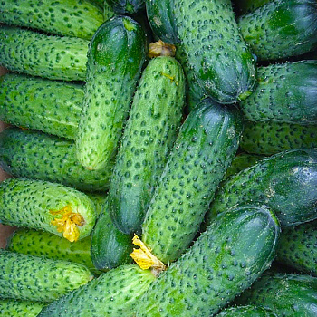 Огурец Герман (10 шт) Маринда/Seminis
