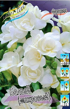 Фрезия Белая, Махровая 5/6 10 шт
