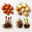 Луковичные и корневища цветов