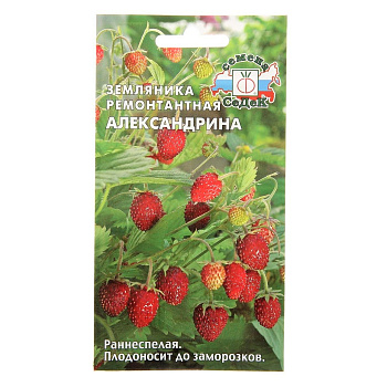 Седек Земляника Александрина ( мелкоплодная ремонтант.) (Евро, 0,04)